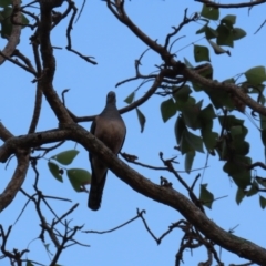 Geopelia humeralis (Bar-shouldered Dove) at New Mapoon, QLD - 31 Jul 2024 by lbradley