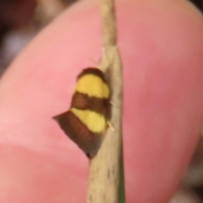 Chrysonoma fascialis (A Concealer moth (Wingia group) at Shelburne, QLD - 31 Jul 2024 by lbradley