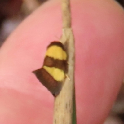 Chrysonoma fascialis (A Concealer moth (Wingia group) at Shelburne, QLD - 30 Jul 2024 by lbradley