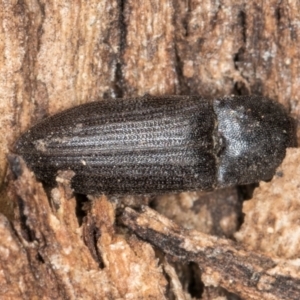 Agrypnus sp. (genus) at Melba, ACT - 30 Jul 2024