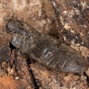 Agrypnus sp. (genus) at Melba, ACT - 30 Jul 2024