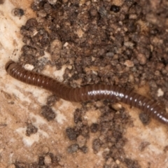 Diplopoda (class) at Melba, ACT - 30 Jul 2024 12:50 PM