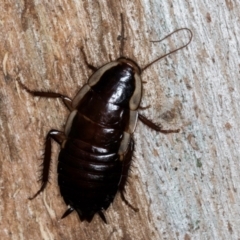 Drymaplaneta communis (Eastern Wood Runner, Common Shining Cockroach) at Melba, ACT - 30 Jul 2024 by kasiaaus