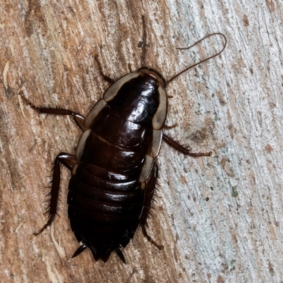 Drymaplaneta communis (Eastern Wood Runner, Common Shining Cockroach) at Melba, ACT - 30 Jul 2024 by kasiaaus