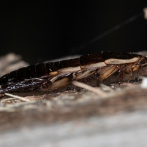 Drymaplaneta communis at Melba, ACT - 30 Jul 2024 12:59 PM