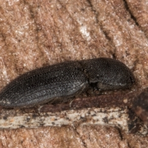 Agrypnus sp. (genus) at Melba, ACT - 30 Jul 2024 01:01 PM