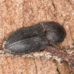 Agrypnus sp. (genus) at Melba, ACT - 30 Jul 2024 01:01 PM