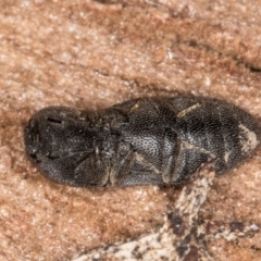 Agrypnus sp. (genus) at Melba, ACT - 30 Jul 2024 01:01 PM