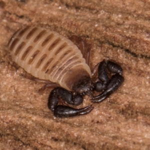 Conicochernes sp. (genus) at Melba, ACT - 30 Jul 2024