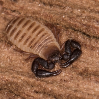 Conicochernes sp. (genus) (Chernetid Pseudoscorpion) at Melba, ACT - 30 Jul 2024 by kasiaaus