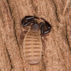 Conicochernes sp. (genus) at Melba, ACT - 30 Jul 2024 01:03 PM