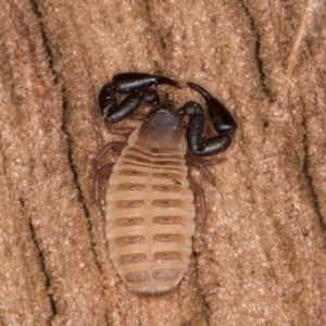 Conicochernes sp. (genus) at Melba, ACT - 30 Jul 2024 01:03 PM