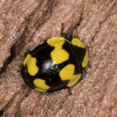 Illeis galbula (Fungus-eating Ladybird) at Melba, ACT - 30 Jul 2024 by kasiaaus