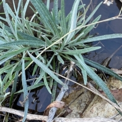 Senecio quadridentatus (Cotton Fireweed) at Denman Prospect, ACT - 30 Jul 2024 by Jennybach