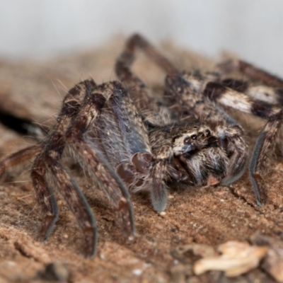 Isopedella pessleri (A huntsman spider) at Flynn, ACT - 30 Jul 2024 by kasiaaus