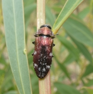 Diphucrania sp. (genus) at Theodore, ACT - 7 Jan 2021