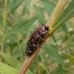 Diphucrania sp. (genus) at Theodore, ACT - 7 Jan 2021