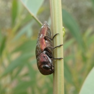 Diphucrania sp. (genus) at Theodore, ACT - 7 Jan 2021