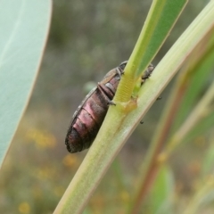 Diphucrania sp. (genus) at Theodore, ACT - 7 Jan 2021