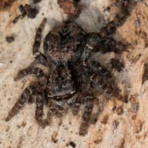 Servaea incana at Melba, ACT - 30 Jul 2024 01:35 PM