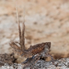 Platybrachys sp. (genus) (A gum hopper) at Melba, ACT - 30 Jul 2024 by kasiaaus