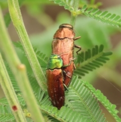 Diphucrania sp. (genus) (Jewel Beetle) at Theodore, ACT - 28 Feb 2022 by owenh