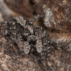 Clynotis severus at Melba, ACT - 30 Jul 2024 01:36 PM