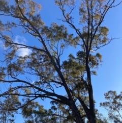 Eucalyptus melliodora at Watson, ACT - 29 Jul 2024