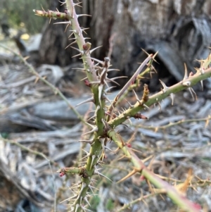 Rosa rubiginosa at Watson, ACT - 29 Jul 2024 04:03 PM