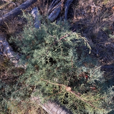 Cupressus arizonica (Arizona Cypress) at Watson, ACT - 29 Jul 2024 by waltraud