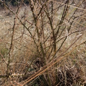 Rosa sp. at Watson, ACT - 29 Jul 2024