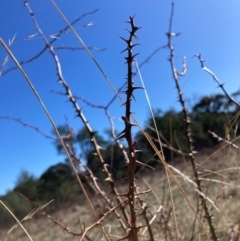 Rosa sp. at Watson, ACT - 29 Jul 2024