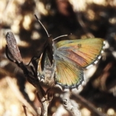 Paralucia crosbyi (Violet Copper Butterfly) at Rendezvous Creek, ACT by JohnBundock