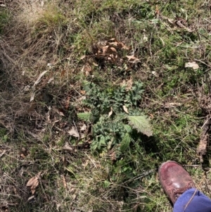 Cirsium vulgare at Watson, ACT - 29 Jul 2024