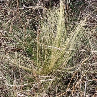 Nassella trichotoma (Serrated Tussock) at Watson, ACT - 29 Jul 2024 by waltraud