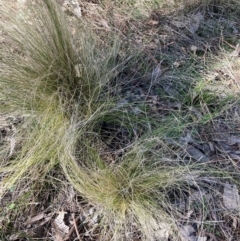 Nassella trichotoma (Serrated Tussock) at Watson, ACT - 29 Jul 2024 by waltraud