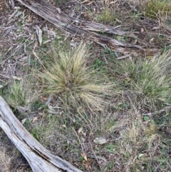 Nassella trichotoma (Serrated Tussock) at Watson, ACT - 29 Jul 2024 by waltraud