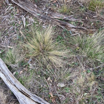 Nassella trichotoma (Serrated Tussock) at Watson, ACT - 29 Jul 2024 by waltraud