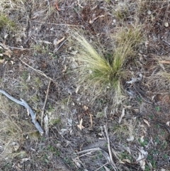 Nassella trichotoma at Watson, ACT - 29 Jul 2024 03:53 PM