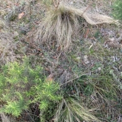 Nassella trichotoma (Serrated Tussock) at Watson, ACT - 29 Jul 2024 by waltraud