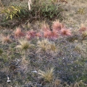 Nassella trichotoma at Watson, ACT - 29 Jul 2024