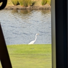 Ardea alba (Great Egret) at Wollongong, NSW - 31 Jul 2024 by mroseby