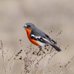 Petroica phoenicea (Flame Robin) at Rendezvous Creek, ACT - 31 Jul 2024 by DPRees125