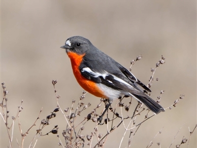 Petroica phoenicea (Flame Robin) at Rendezvous Creek, ACT - 31 Jul 2024 by DPRees125