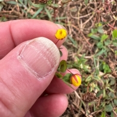 Chamaecrista rotundifolia var. rotundifolia at Wenlock, QLD - 31 Jul 2024 by lbradley