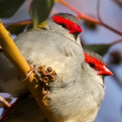 Neochmia temporalis (Red-browed Finch) at Rendezvous Creek, ACT - 28 Jul 2024 by jb2602