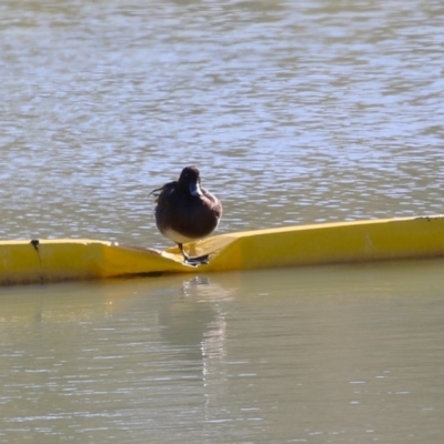 Aythya australis (Hardhead) at Tralee, NSW - 31 Jul 2024 by RodDeb