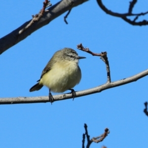 Acanthiza chrysorrhoa at Tralee, NSW - 31 Jul 2024