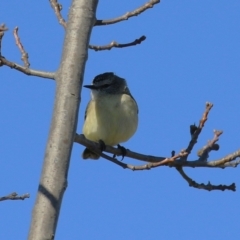 Acanthiza chrysorrhoa at Tralee, NSW - 31 Jul 2024