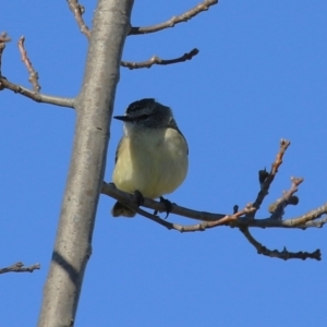 Acanthiza chrysorrhoa at Tralee, NSW - 31 Jul 2024